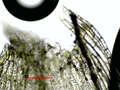 Plagiothecium succulentum