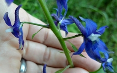 Delphinium bakeri