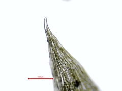 Plagiothecium succulentum