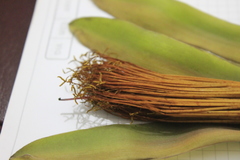 Pachira