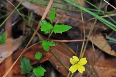 Goodenia rotundifolia