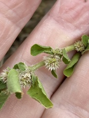 Alternanthera nana