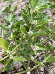 Alternanthera nana