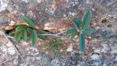 Ficus menabeensis image