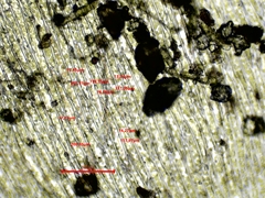 Plagiothecium succulentum