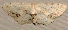 Idaea dimidiata