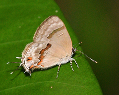 Rubroserrata ecbatana