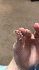 Hemidactylus turcicus