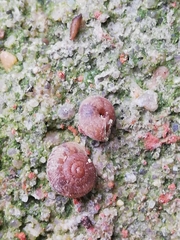 Microxeromagna lowei