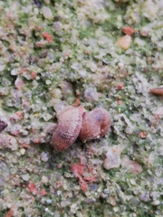 Microxeromagna lowei