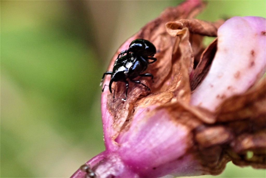 Puerto Rican Orchid Weevil