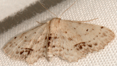 Idaea dimidiata