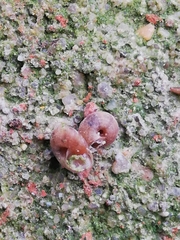 Microxeromagna lowei