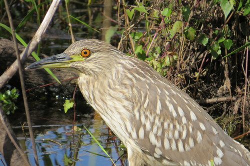 Nycticorax nycticorax image