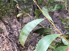 Acacia crassa