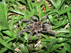 Grammostola pulchripes