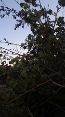 Malacothamnus davidsonii