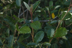Pomaderris elliptica