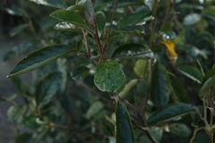 Pomaderris elliptica