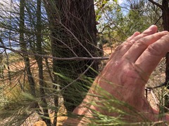 Allocasuarina inophloia