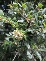 Escallonia serrata