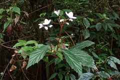 Begonia decandra