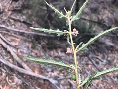 Androcalva pedleyi