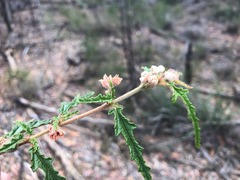 Androcalva pedleyi