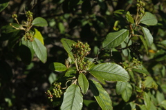 Pomaderris elliptica
