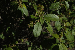 Pomaderris elliptica