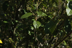 Pomaderris elliptica