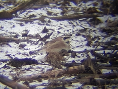 Eremophila alpestris merrilli