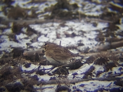 Eremophila alpestris merrilli