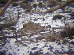 Eremophila alpestris merrilli