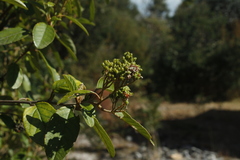 Pomaderris elliptica