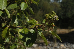 Pomaderris elliptica
