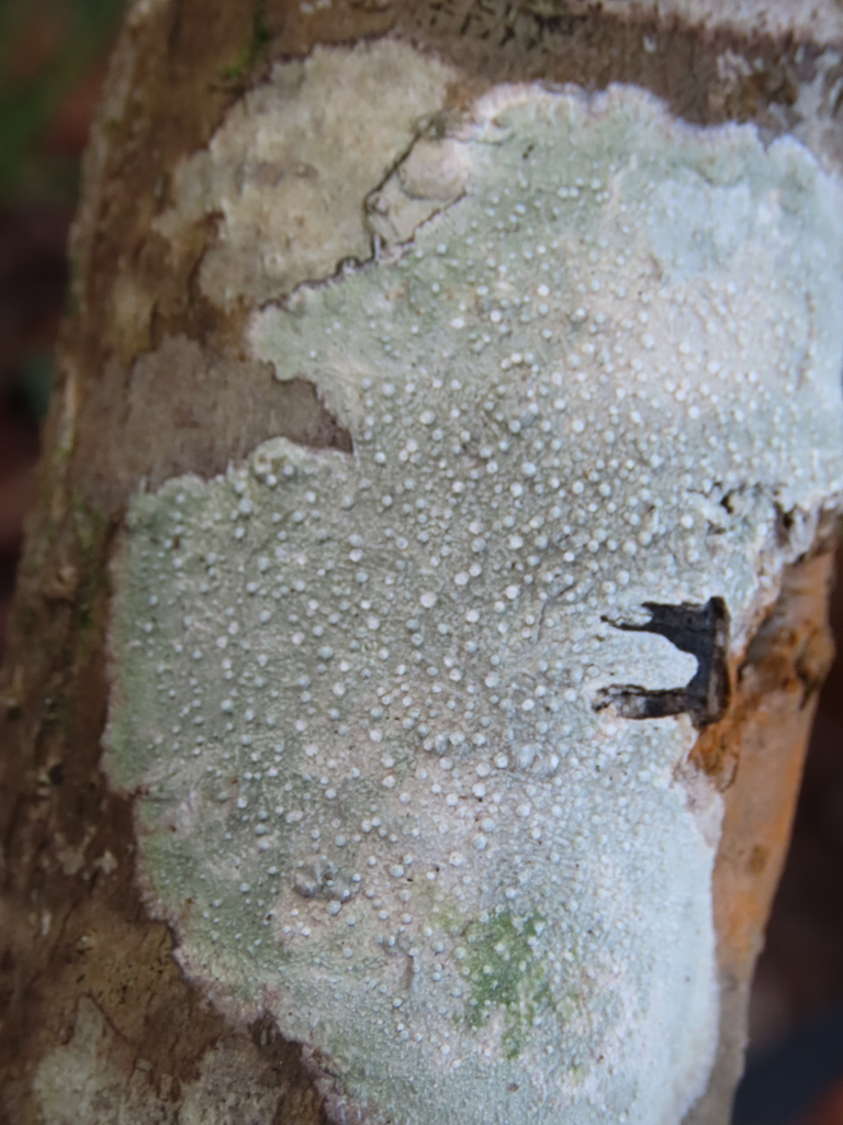Pertusariaceae from 7200 Crane Ln, Gautier, MS 39553, USA on December
