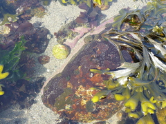 Pagurus granosimanus