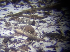 Eremophila alpestris merrilli