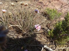 Armeria welwitschii