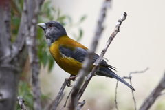 Phrygilus