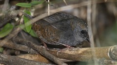Scytalopus magellanicus