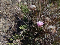 Armeria welwitschii