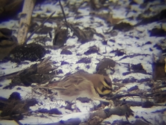 Eremophila alpestris merrilli