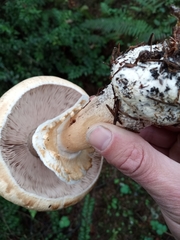 Agaricus smithianus