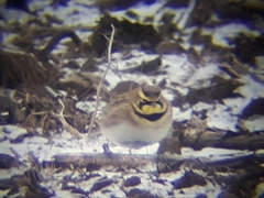 Eremophila alpestris merrilli