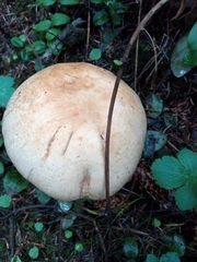 Agaricus smithianus