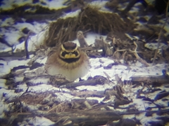 Eremophila alpestris merrilli
