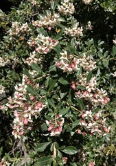 Escallonia serrata
