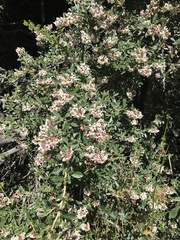 Escallonia serrata